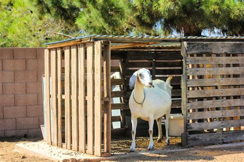 how to make a goat house with corrugated metal|goat shelter plans with storage.